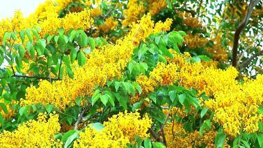 缅甸<strong>红木</strong>木花束黄色的花盛开的花园